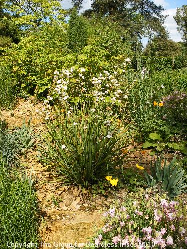 hidcote (14)
